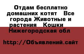 Отдам бесплатно домашних котят - Все города Животные и растения » Кошки   . Нижегородская обл.